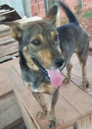 Cachorro raça VIRA LATA  idade 1 ano nome ULE