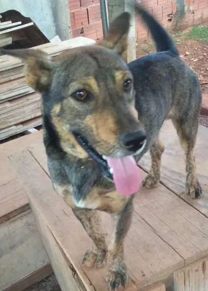 Cachorro ra a VIRA LATA  idade 1 ano nome ULE