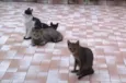 Gatinhos
