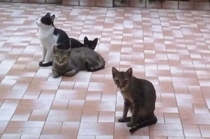 Gato ra a vira lata idade Abaixo de 2 meses nome Gatinhos