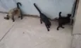 Gatinhos