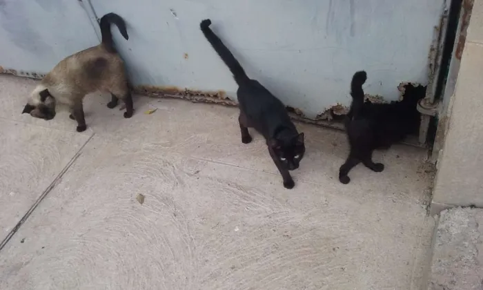 Gato ra a vira lata idade Abaixo de 2 meses nome Gatinhos