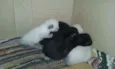 Gatinhos