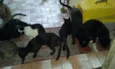 Gatinhos