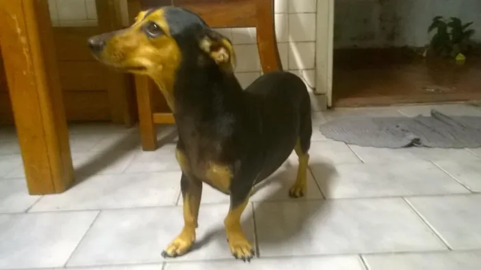 Cachorro ra a SRD idade 1 ano nome menina