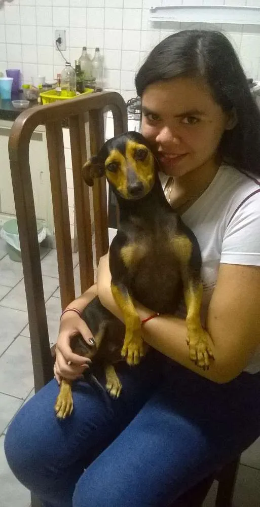 Cachorro ra a SRD idade 1 ano nome menina