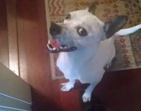 Cachorro ra a SRD idade 2 anos nome Marvin