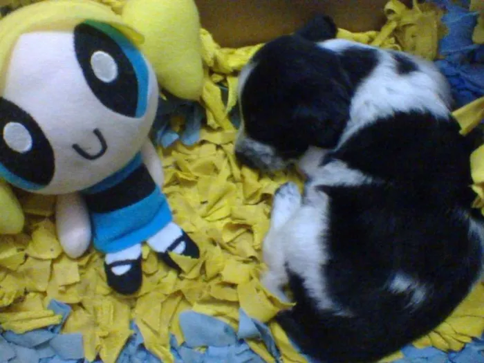 Cachorro ra a SRD idade Abaixo de 2 meses nome Tintim