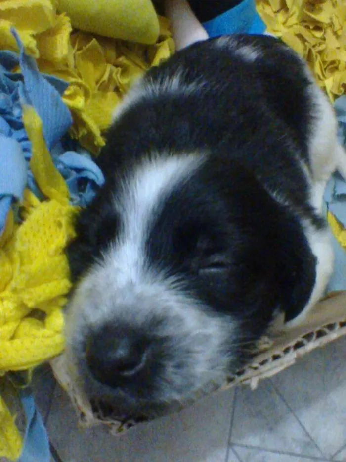 Cachorro ra a SRD idade Abaixo de 2 meses nome Tintim