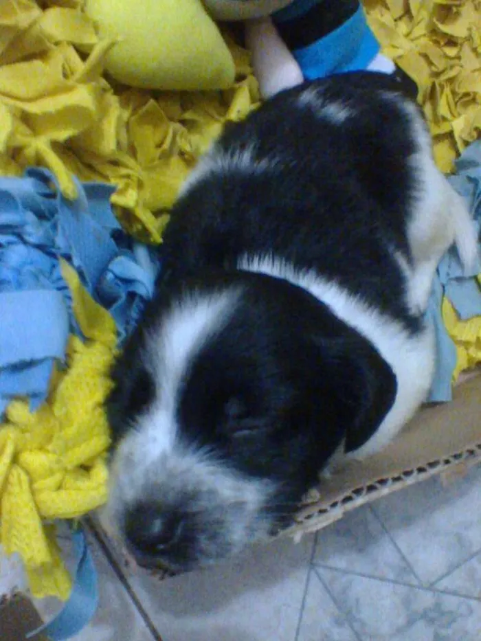 Cachorro ra a SRD idade Abaixo de 2 meses nome Tintim
