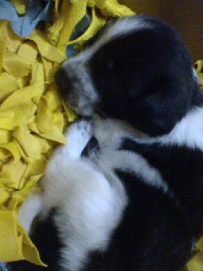 Cachorro ra a SRD idade Abaixo de 2 meses nome Tintim