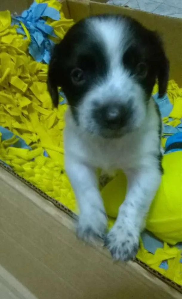 Cachorro ra a SRD idade Abaixo de 2 meses nome Tintim