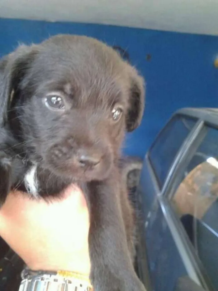 Cachorro ra a Não Indefinida idade Abaixo de 2 meses nome Varios