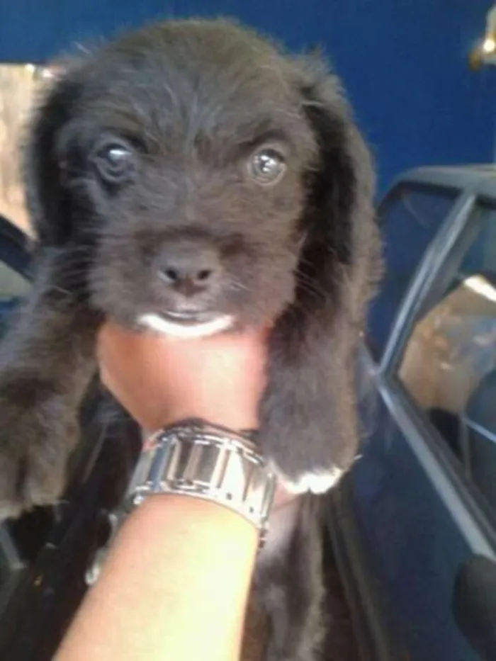 Cachorro ra a Não Indefinida idade Abaixo de 2 meses nome Varios