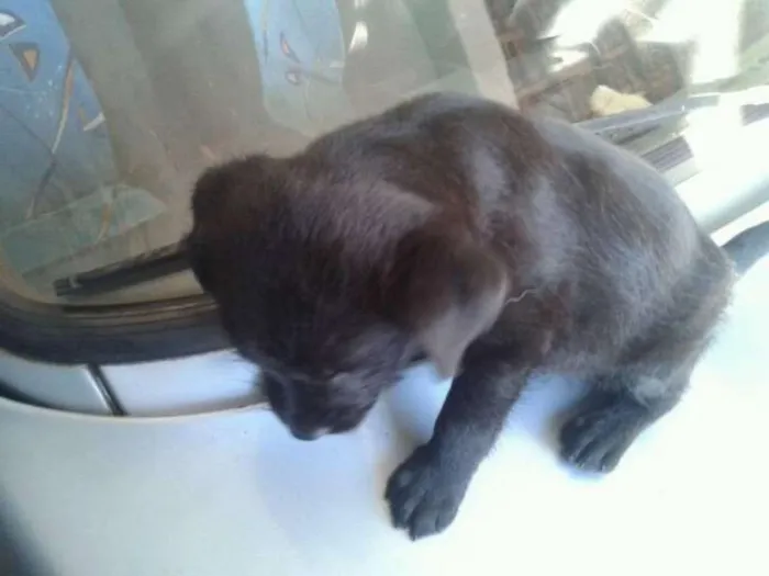 Cachorro ra a Não Indefinida idade Abaixo de 2 meses nome Varios