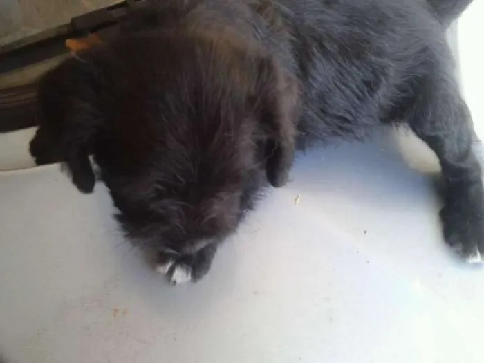 Cachorro ra a Não Indefinida idade Abaixo de 2 meses nome Varios