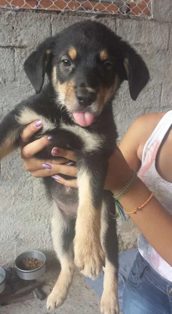 Cachorro ra a SRD idade 2 a 6 meses nome 1234