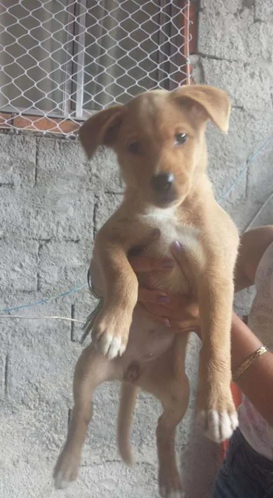 Cachorro ra a SRD idade 2 a 6 meses nome 1234