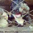 Pacoca e pipoca