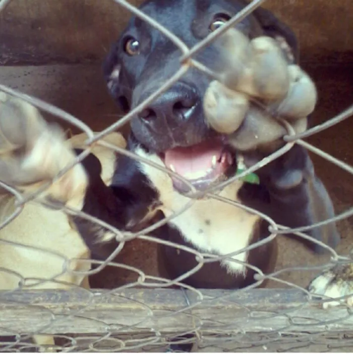 Cachorro ra a Pit bull idade 3 anos nome Pacoca e pipoca
