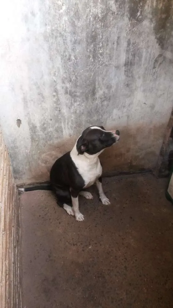 Cachorro ra a Pit bull idade 3 anos nome Pacoca e pipoca