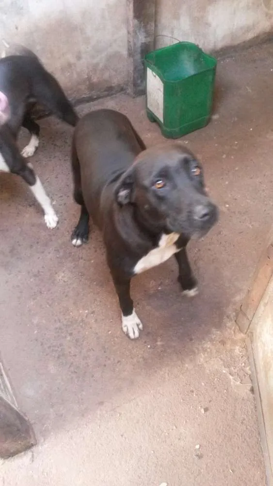 Cachorro ra a Pit bull idade 3 anos nome Pacoca e pipoca