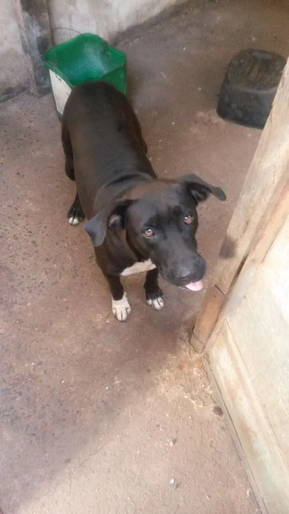 Cachorro ra a Pit bull idade 3 anos nome Pacoca e pipoca
