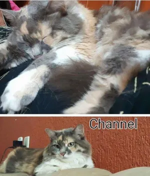 Gato raça SRD idade 5 anos nome Channel