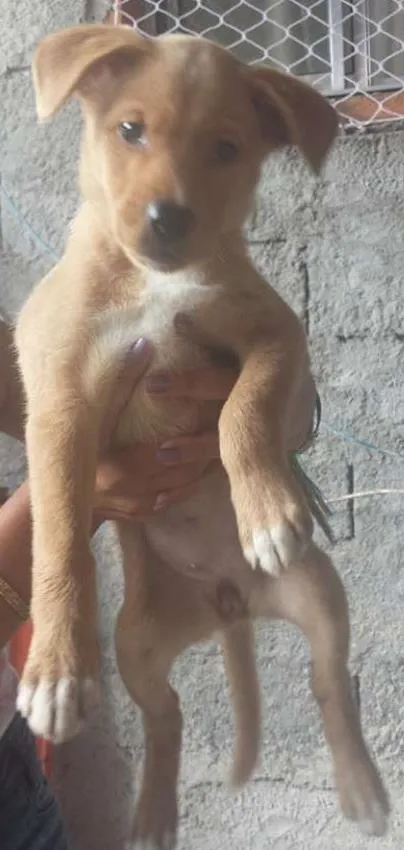 Cachorro ra a SRD idade 2 a 6 meses nome 1234