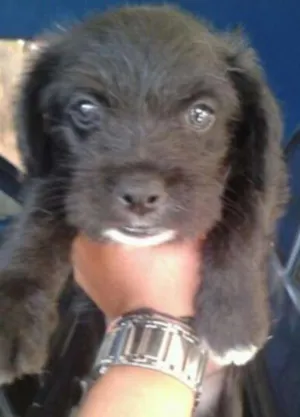Cachorro raça Não Indefinida idade Abaixo de 2 meses nome Varios