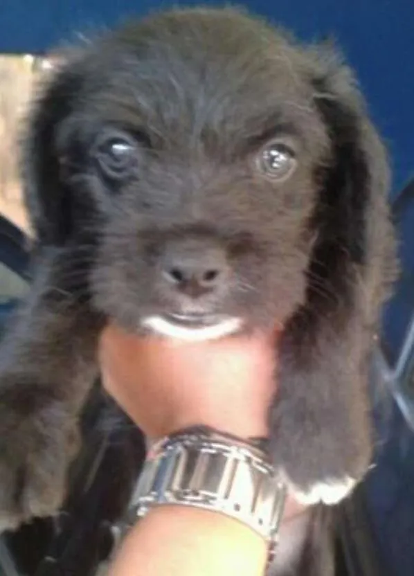 Cachorro ra a Não Indefinida idade Abaixo de 2 meses nome Varios