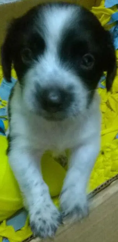 Cachorro ra a SRD idade Abaixo de 2 meses nome Tintim