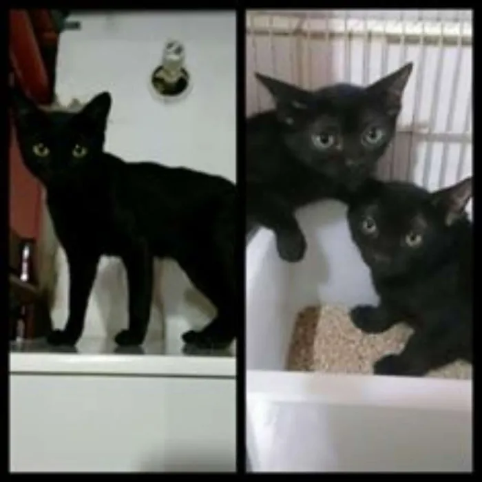 Gato ra a SRD idade 2 a 6 meses nome Panterinha