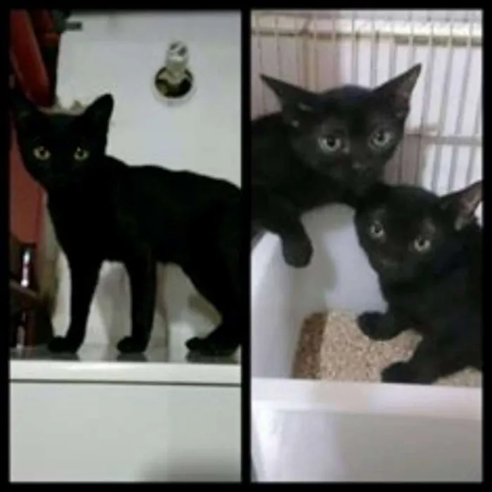 Gato ra a SRD idade 2 a 6 meses nome Panterinha