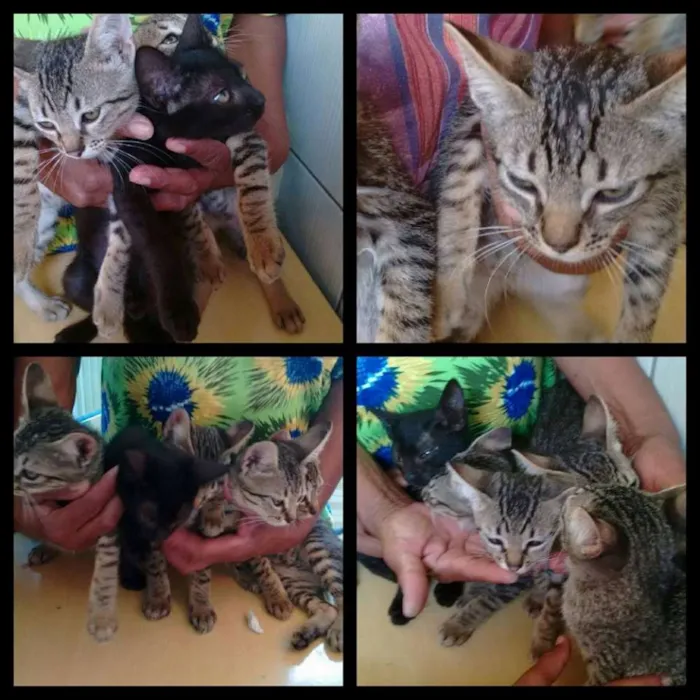 Gato ra a SRD idade 2 a 6 meses nome Tigrinho