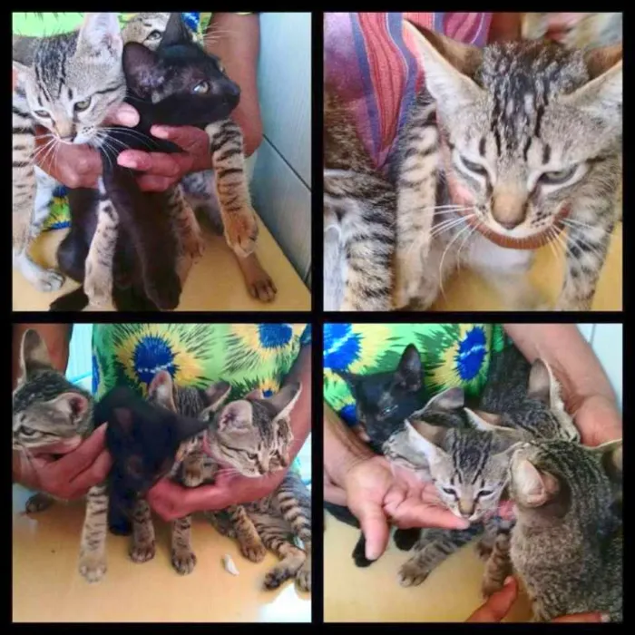 Gato ra a SRD idade 2 a 6 meses nome Tigrinho