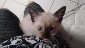 Gato raça Siamesa idade 2 a 6 meses nome Mel