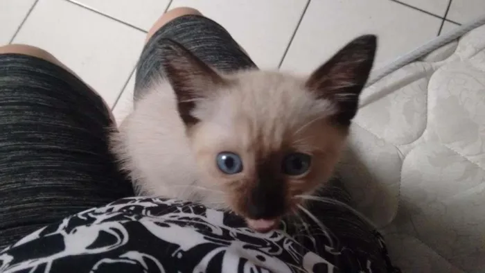 Gato ra a Siamesa idade 2 a 6 meses nome Mel