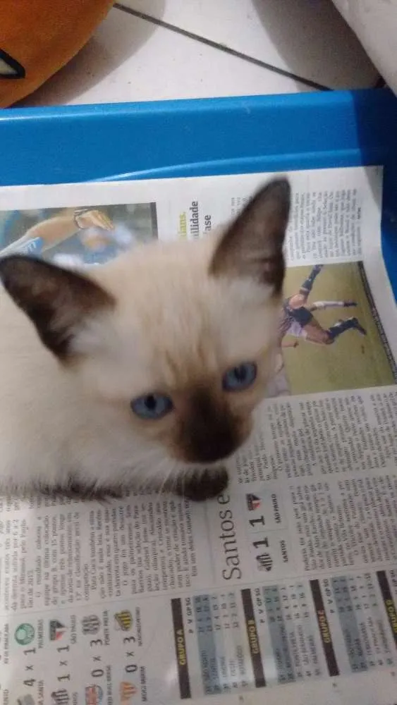 Gato ra a Siamesa idade 2 a 6 meses nome Mel