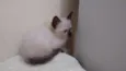 Mel