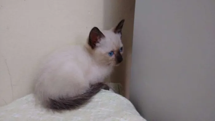 Gato ra a Siamesa idade 2 a 6 meses nome Mel