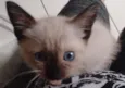 Mel