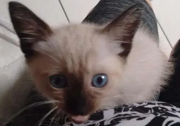 Gato ra a Siamesa idade 2 a 6 meses nome Mel