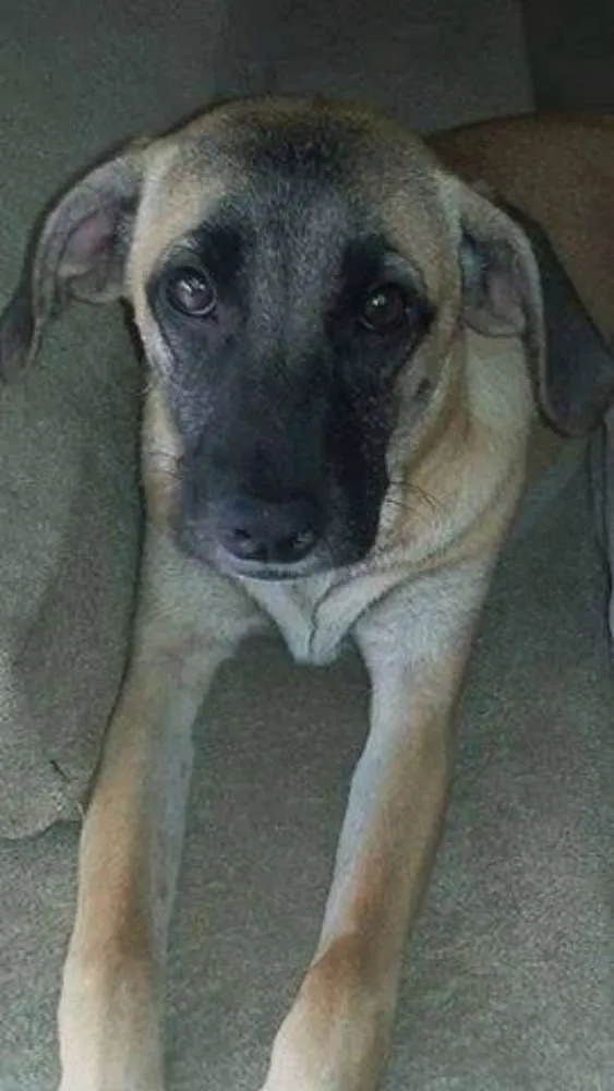 Cachorro ra a SRD idade 7 a 11 meses nome Sofia