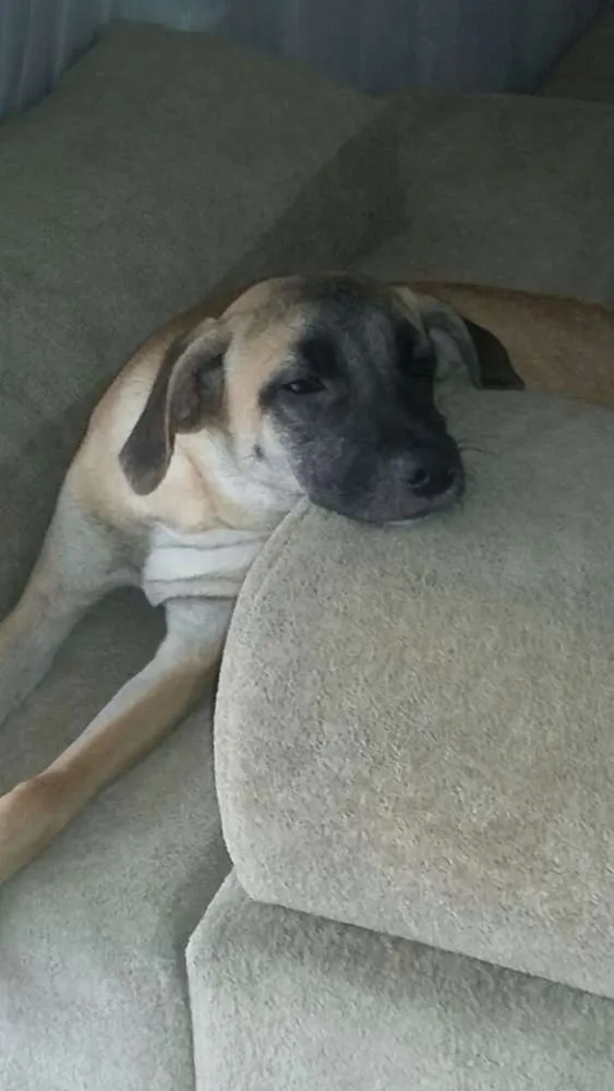 Cachorro ra a SRD idade 7 a 11 meses nome Sofia