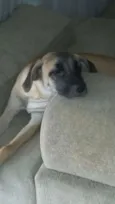 Sofia