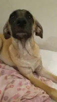 Sofia