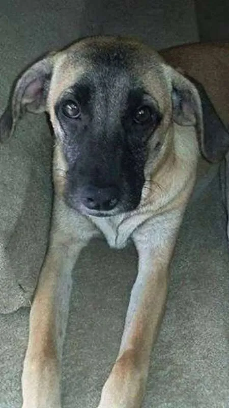 Cachorro ra a SRD idade 7 a 11 meses nome Sofia
