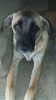Sofia