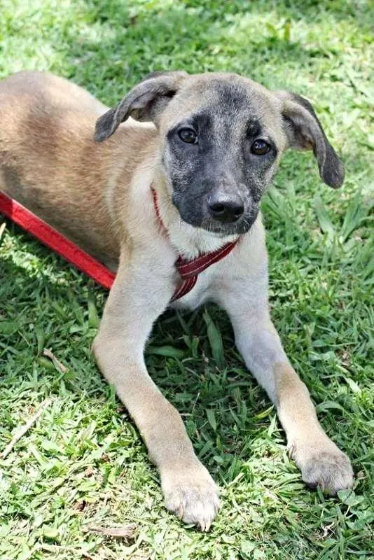 Cachorro ra a SRD idade 7 a 11 meses nome Sofia